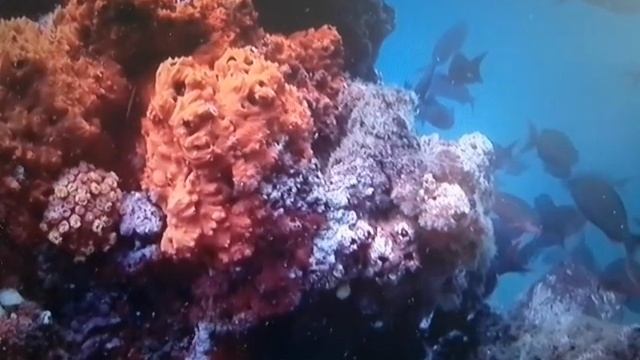 На дне моря - релакс