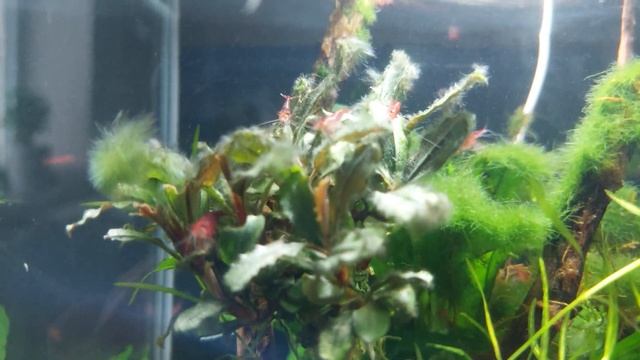 Bucephalandra Blue green s vláknitou řasou vložena do  krevetkária