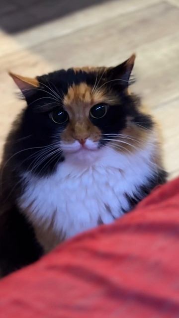 Трехцветное  счастье 😻😻😻