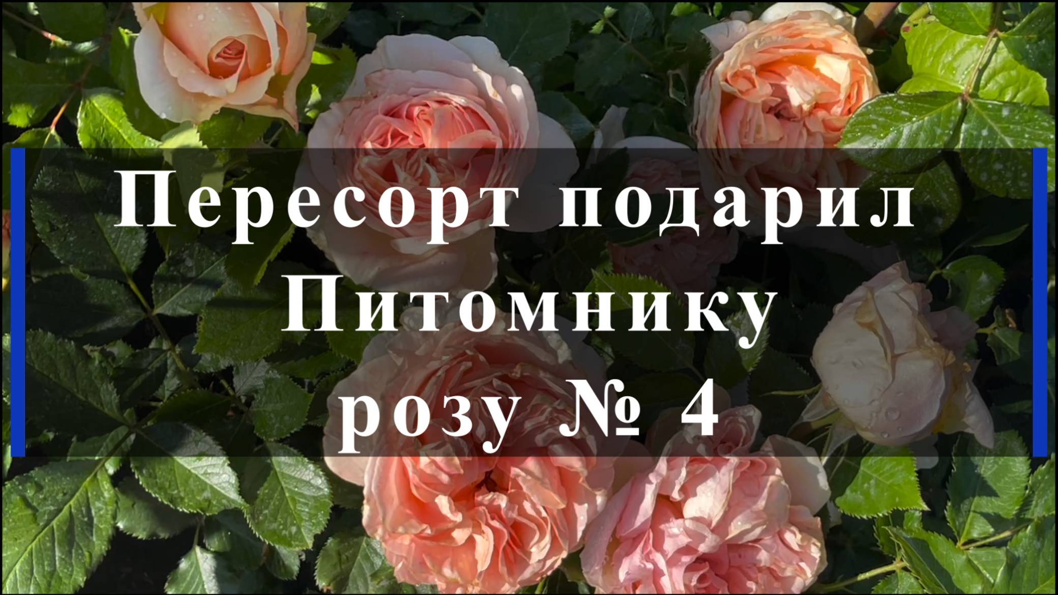 Пересорт подарил Питомнику розу № 4