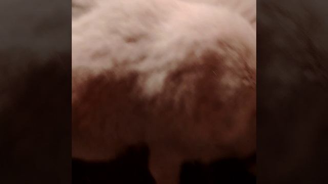 Вечерний обход по хозяйству.Февральские морозы.Ждем Окот у Марты🐐🙂❤️