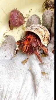Chu kỳ lột xác của Ốc Mượn Hồn ( phần 2 ) - hermitcrab morting #ocmuonhonthanhxuan