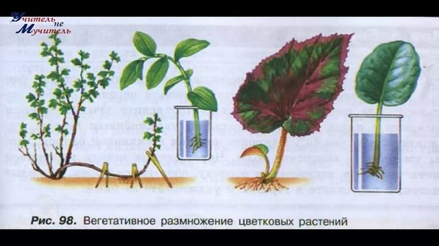 Биология 5-6 класс пар 36 Пасечник, Размножение организмов и его значение