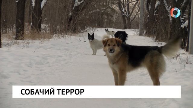 Собачий террор