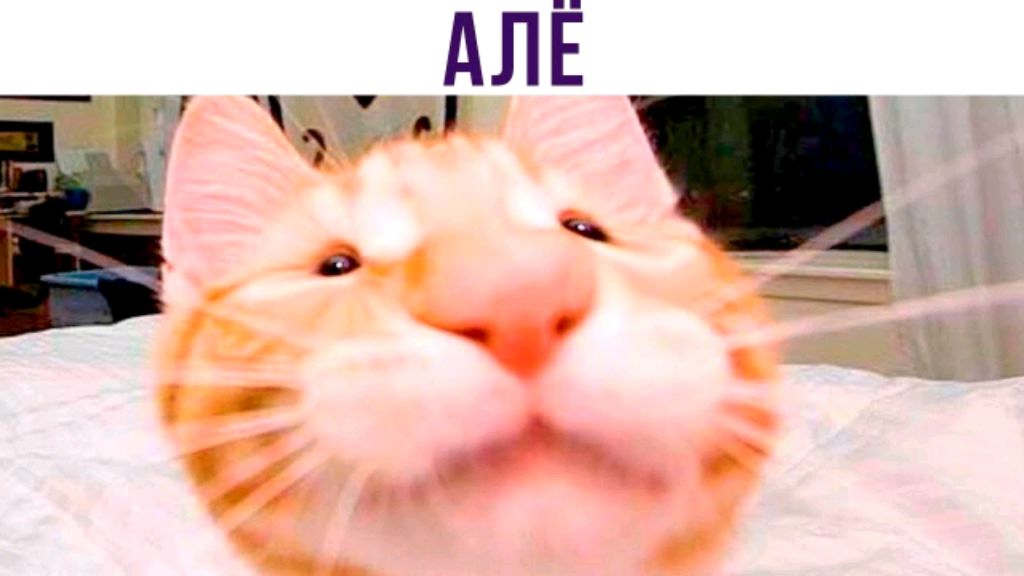 обьщаюсь с вами