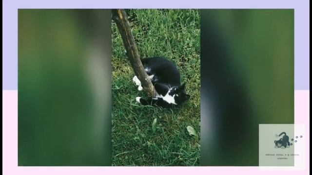 Смешные кошки. Приколы с котами 2025. Буся в деле!!!