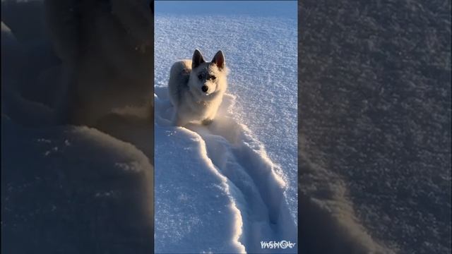 Помски ЛИСА. Зимние денёчки