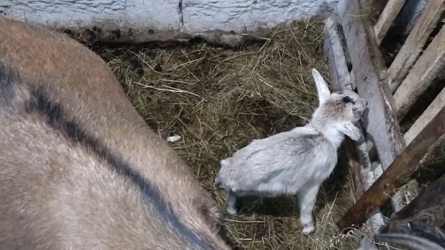 Наконец то нюрка родила.