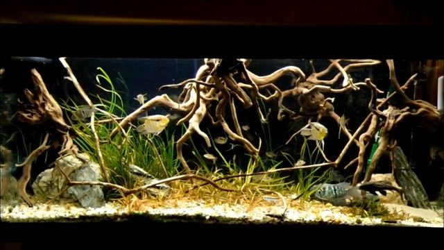Orinoco biotope (some cheating), full tank view