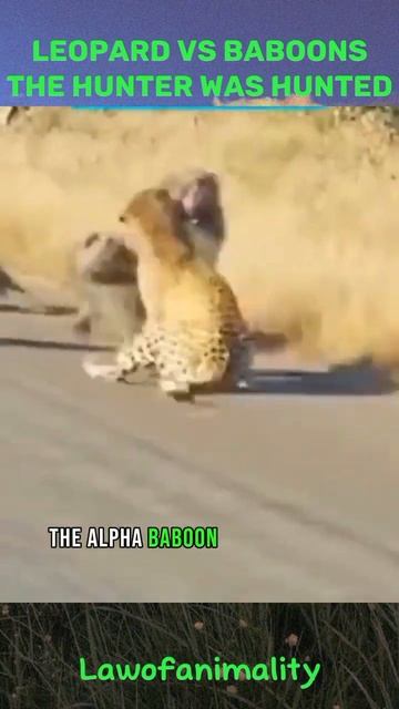 Baboon vs Leopard - The Hunter becomes the Hunted #wildlife #animals #shorts