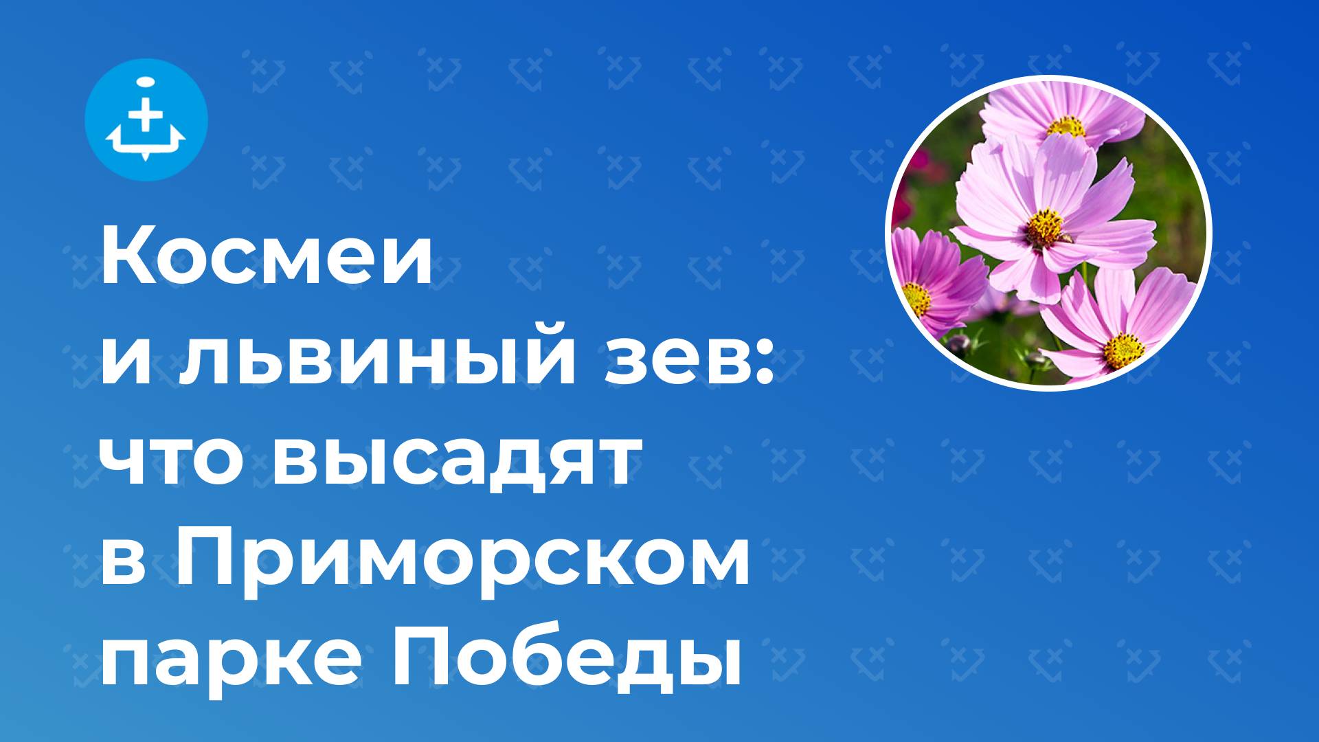 Космеи и львиный зев: что высадят в Приморском парке Победы