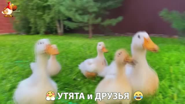 Утята с друзьями – мир нежных эмоций 🤗 эпизод (30)