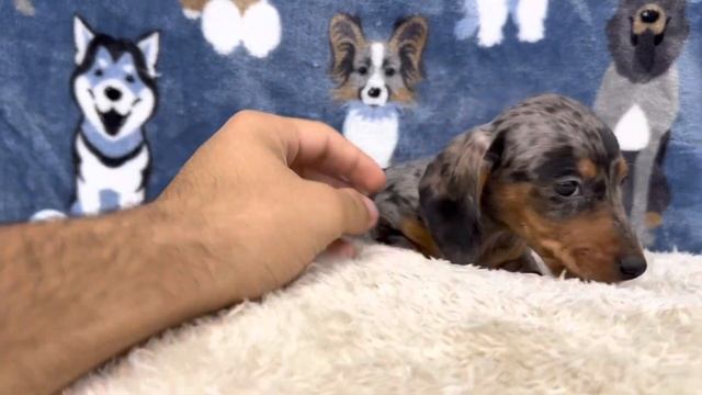 Cosmo mini Dachshund Clip