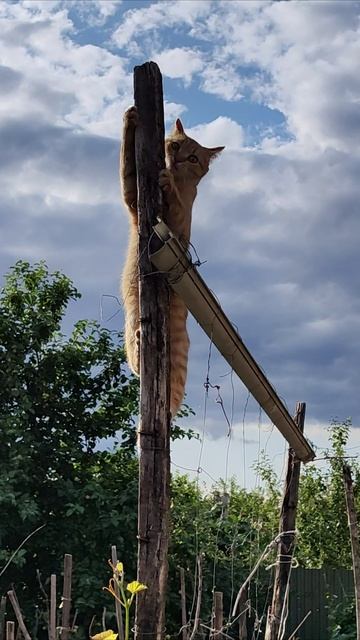 Я поднимусь высоко и посмотрю далеко. Котенок Мия