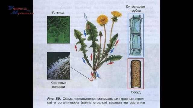 пар 33 биология 5-6 класс Пасечник, Передвижение веществ у растений