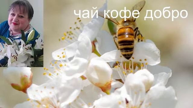 Стрим+Бот ,знакомство общение