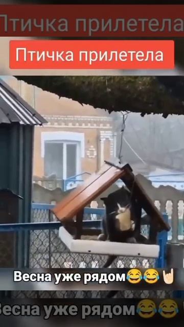 Ничего себе птичка