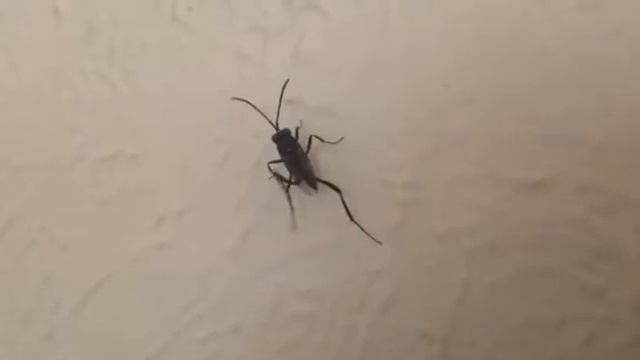 Ensign Wasp