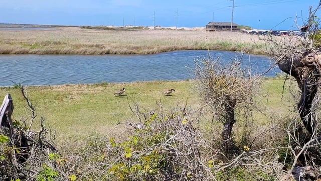 Pea Island National Wildlife Refuge, North Carolina, USA