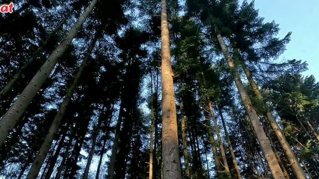 Утренний Relax в лесу.Веселые белки
