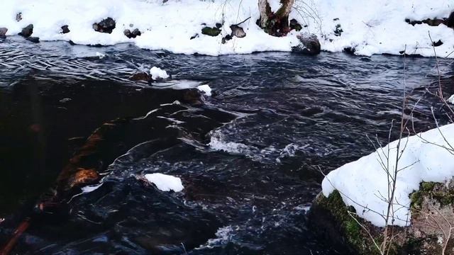 Бурные разливы зимней реки. Лесная симфония. Природа вокруг нас.