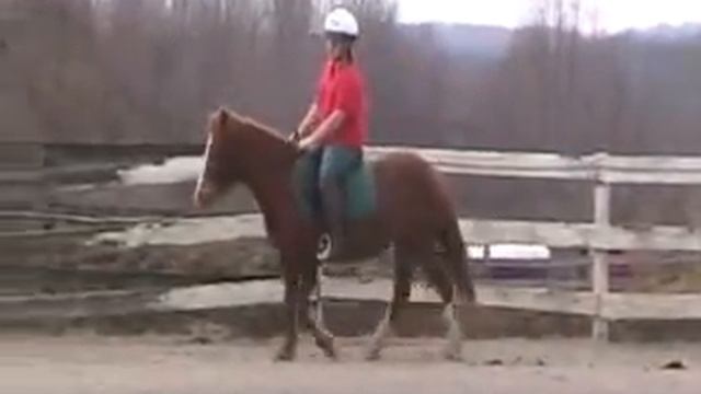 Honey 3 1/2 year old 12H Small Pony Mare For Sale