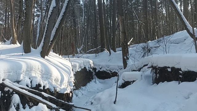 Лыжная прогулка через лес.