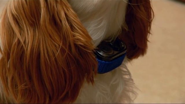 PetSafe® Little Dog Deluxe Spray Bark Control Collar