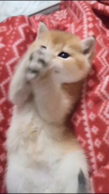 Что это было 😳😧Котенок пискнул 😳Золотая шиншилла 💖