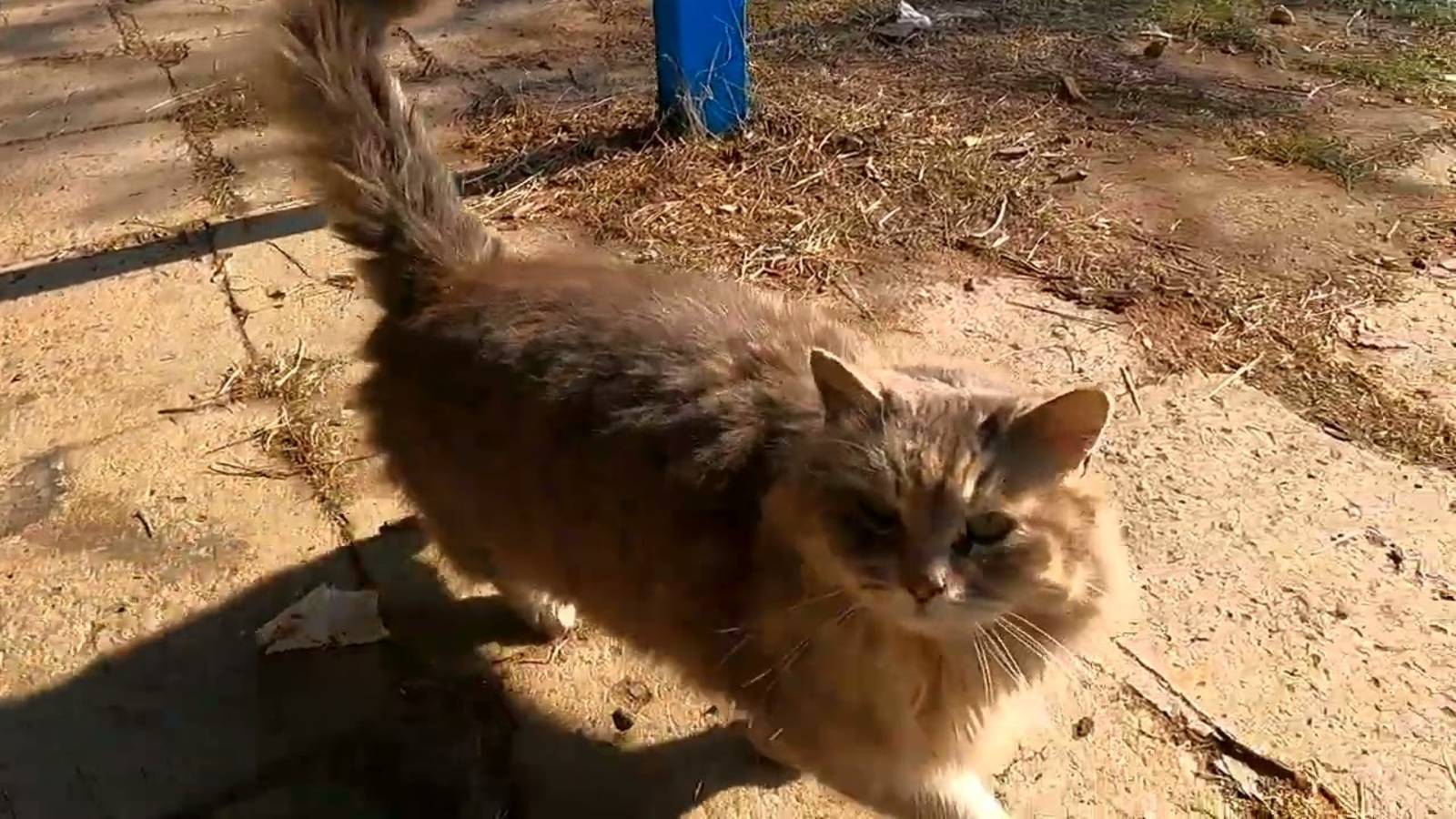 📹 Славянск. 27 февраля 2025г. Вечер. Курорт. Коты)