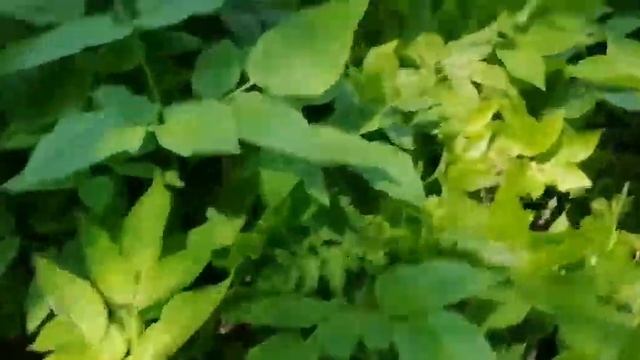 Усадьба Парк Кинематографа Ляхово.Озера Ляховского края. Река Востец.Эпизод 16.