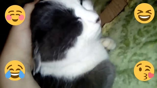 Ознакомление с моим котом в живую😂