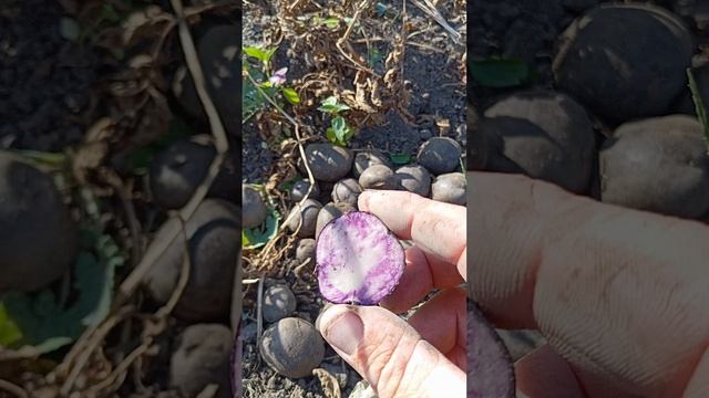 картофель салоха