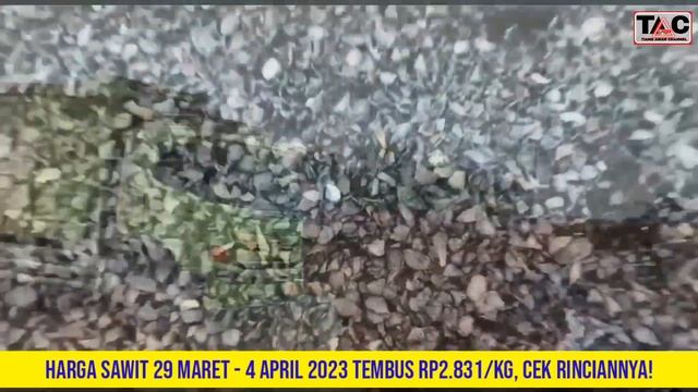 HARGA SAWIT 29 MARET - 4 APRIL 2023 TEMBUS Rp2.831/KG, CEK RINCIANNYA! #sawit #viral #petani