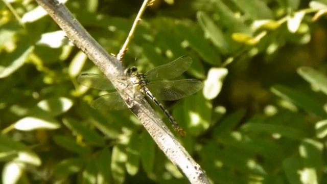 Libellula