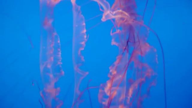Some sort of Jelly Fish