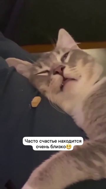 Еда под сонного кота