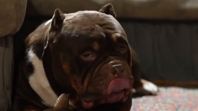 Пряник - вечерний дожор перед телеком 😁 #grandkennel #grandkennel_gingerbread #американскийбулли