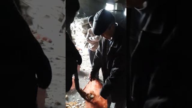 Пияз сортировка