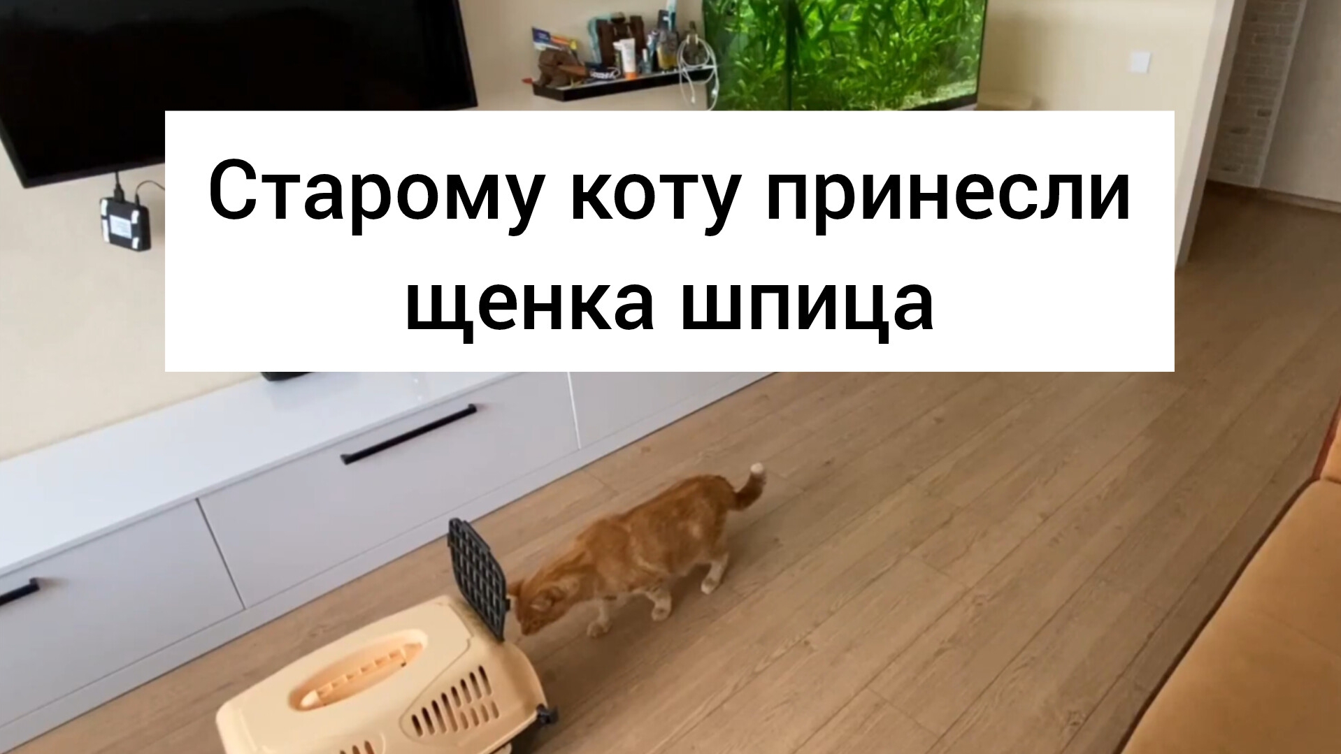 Старому коту принесли щенка шпица, и что из этого вышло