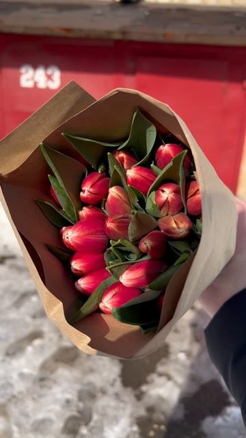 Тюльпаны на 8 Марта🌷
