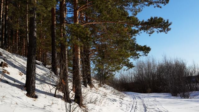 Зимний пейзаж России. Красивые сосны на фоне. Видео для расслабления 4К.