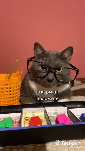 смешные коты