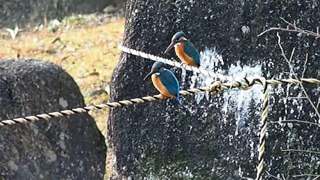 カワセミ / Common Kingfisher OLYMPUS PEN mini E-PM2