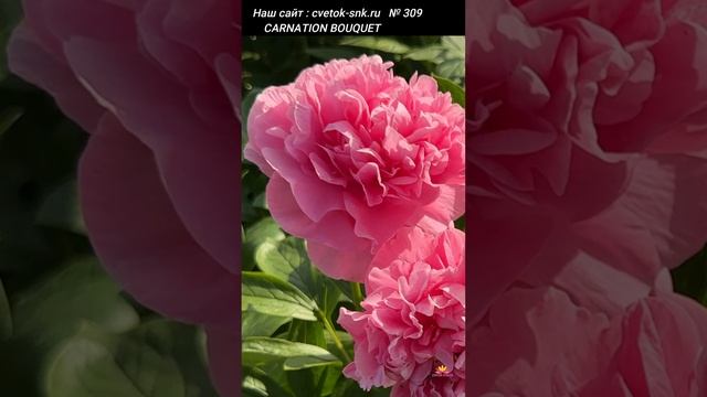 Розовый пион Carnation Bouquet. Цветение 2023 года / Сад Ворошиловой