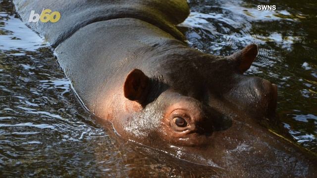 A Hippo Has Been Pictured - Enjoying Drinking Tea From a Plastic Bottle