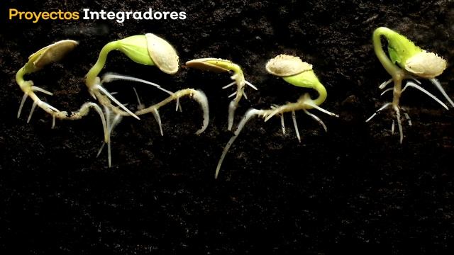 Preescolar - Seres vivos y no vivos