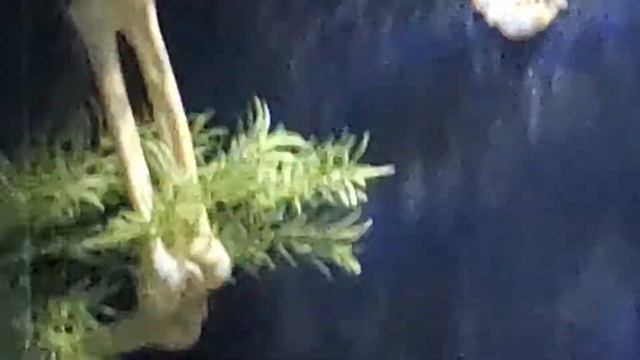 manuelli piranha