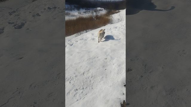Лабрадор Марго катается с горки, как умеет!