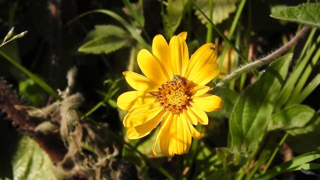 Augochloropsis sp. polinzando uma flor de Aspilia montevidensis